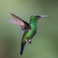 Steely-vented Hummingbird